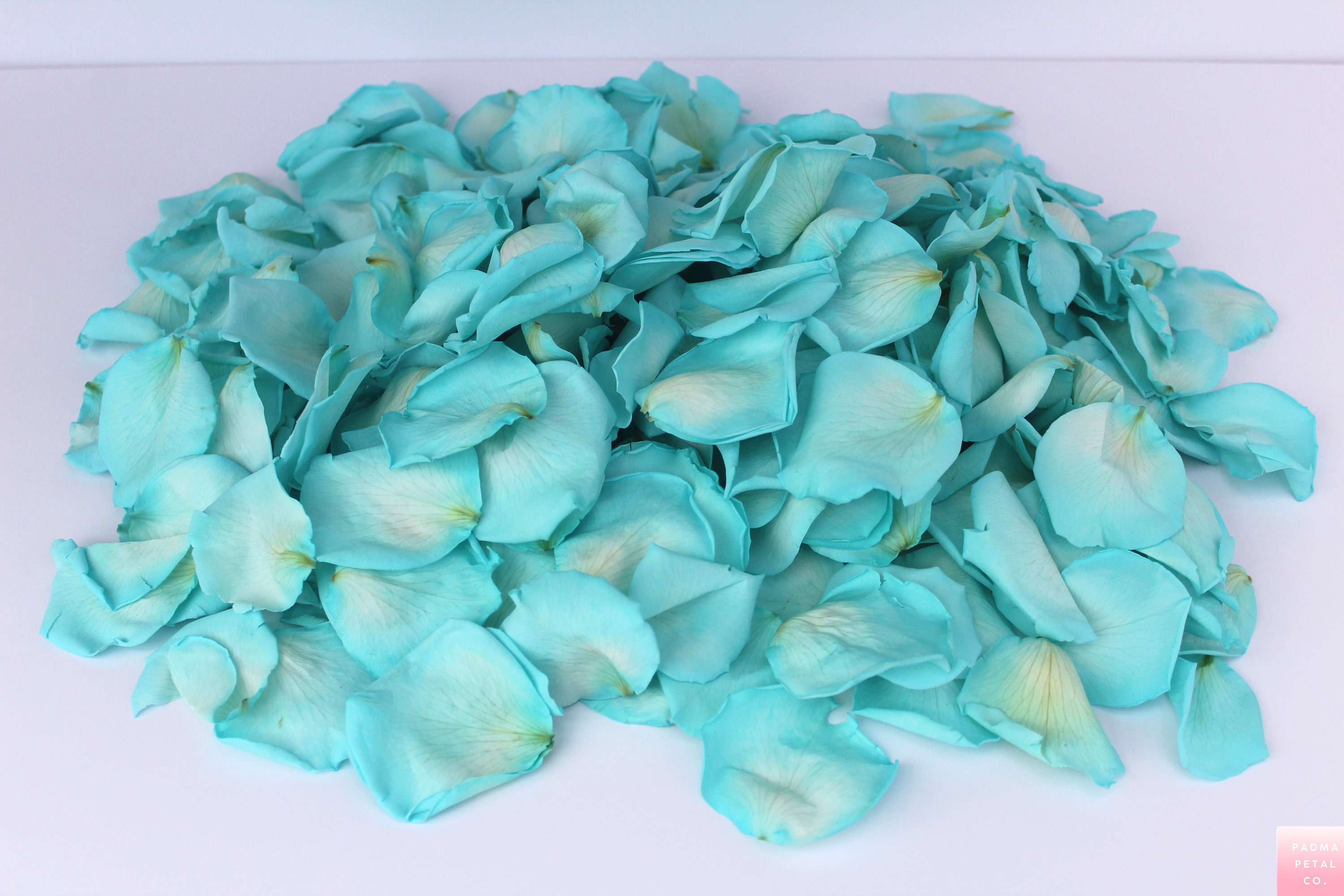 Tiffany Blue Rose Petals Light Blue Preserved Rose Petals Etsy