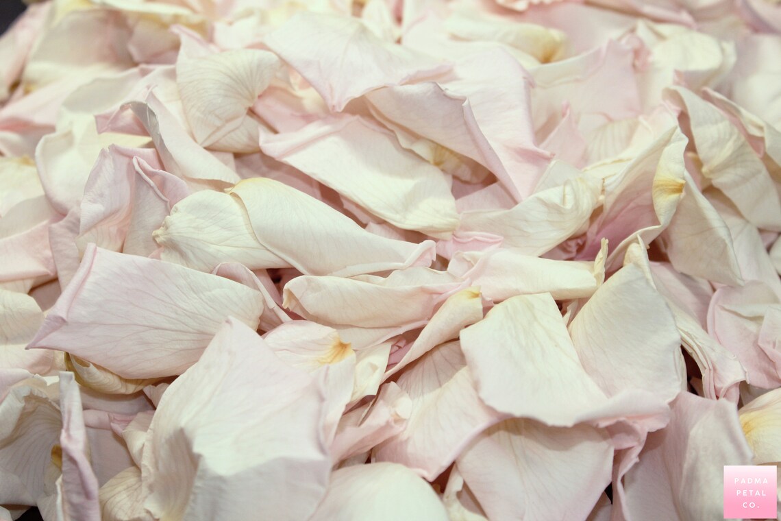 Blush Rose Petals for Weddings Pink/white Preserved Rose Etsy
