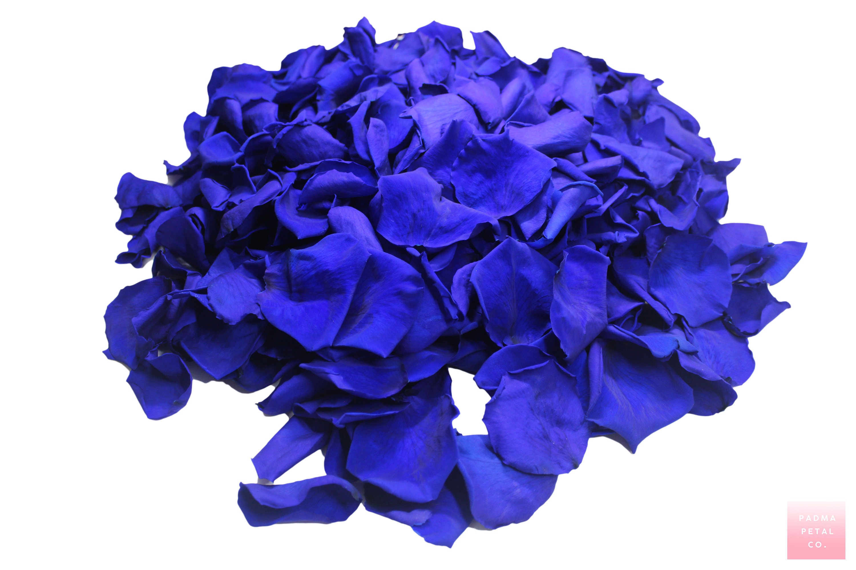 Royal Blue Rose Petals for weddings royal blue preserved rose Etsy
