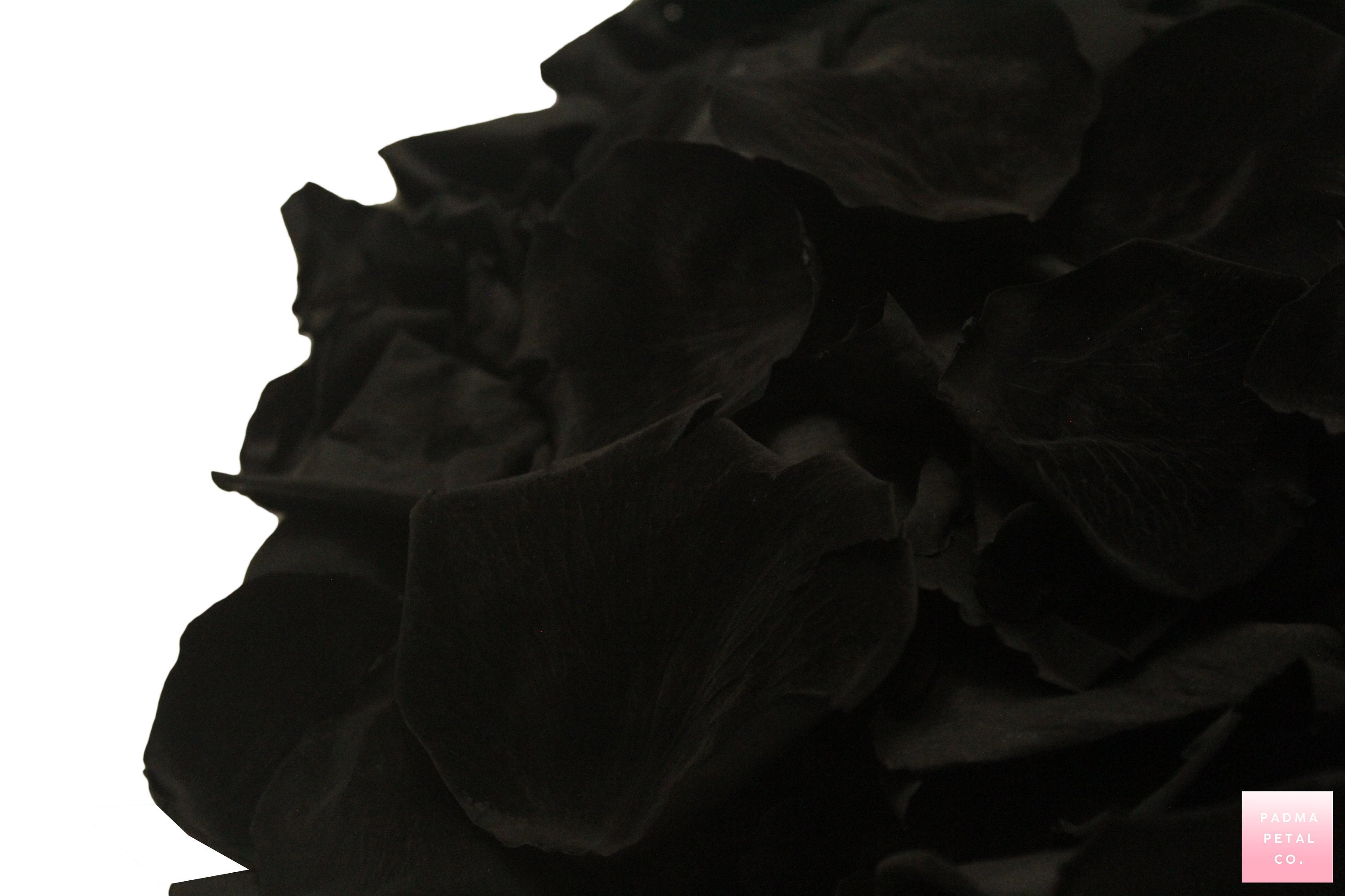 Black Rose Petals Matte Black Preserved Rose Petals Wedding Etsy UK