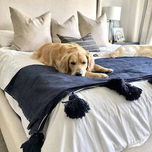 Puede incluir: Un perro golden retriever acostado en una cama blanca con una manta de tiro azul marino con ribete blanco y borlas negras. La manta está doblada sobre el perro y las borlas cuelgan del borde de la cama.