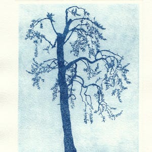 Peut inclure: Une estampe bleue et blanche d'un arbre aux branches et feuilles délicates. La silhouette de l'arbre est bleu foncé sur un fond bleu clair. L'estampe est sur papier texturé, avec le texte "2/20" et "Julia Perchner" en bas.