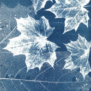 Ensemble de 9 tirages cyanotypes originaux
