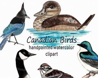 Canadian Birds Clipart Canadian Animals Birds Bluejay Canadian goose Duck Printable Clipart Transparent background Canada Day I Love Canada