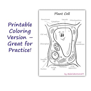 Plant & Animal Cell Labeling Worksheet | Biology Science Printable ...