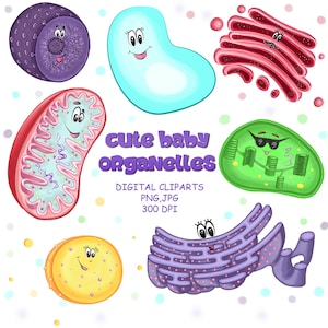 Cell Biology Cute Baby Organelles Digital Cliparts Biology notes Science Biology Scheme Biology Stickers Educational prints Flashcards
