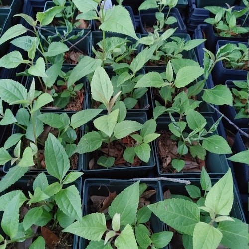 Mexican Dream Herb Live Plant calea Zacatechichi Ternifolia - Etsy