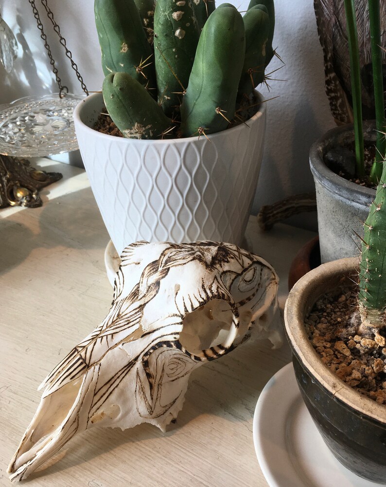 May include: A white ceramic pot with a diamond pattern holds a green cactus plant. A white animal skull with a detailed burned design sits on a light wood surface.