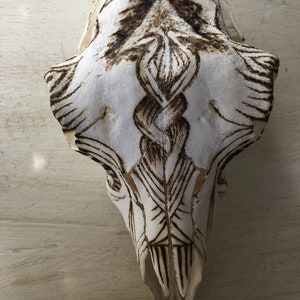 May include: A white animal skull with intricate burned designs, including a braided pattern, on the front.