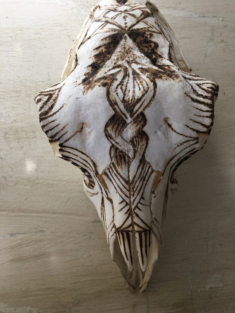 May include: A white animal skull with intricate burned designs, including a braided pattern, on the front.