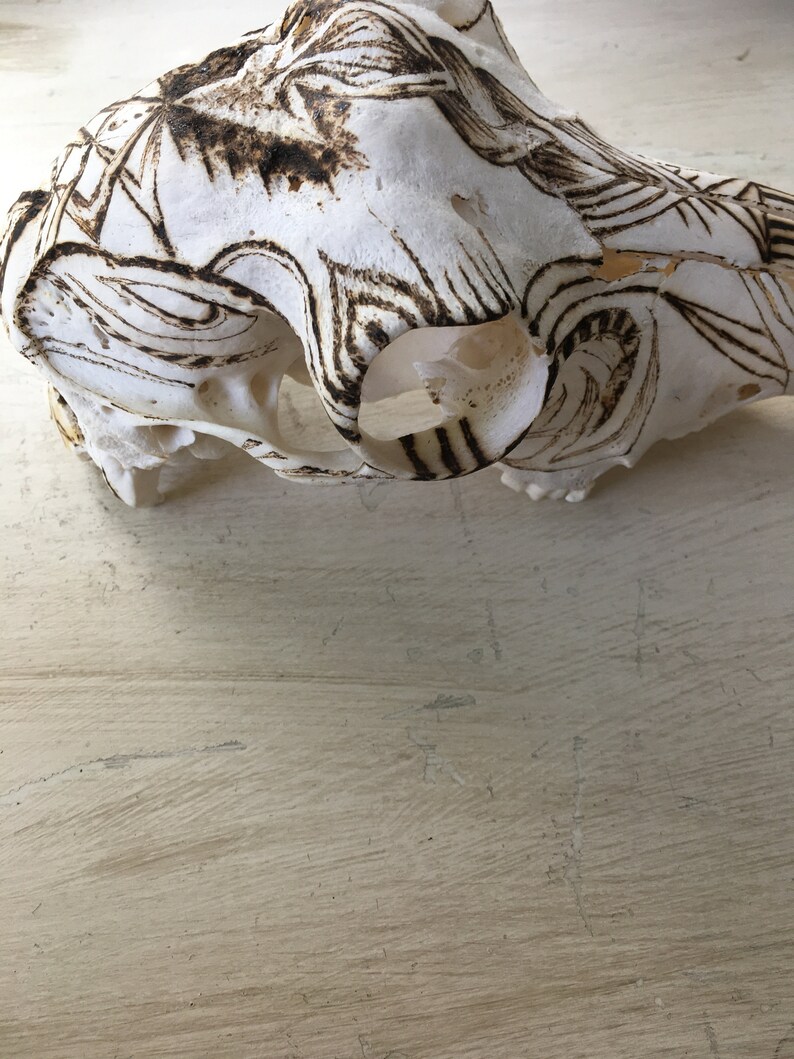 May include: A white animal skull with intricate burnt designs on the surface. The skull is lying on a light wood surface.