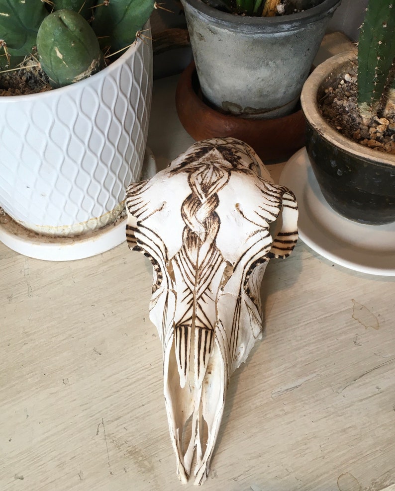 May include: A white animal skull with a detailed, intricate design burned into the surface. The design features a braided pattern and geometric shapes.