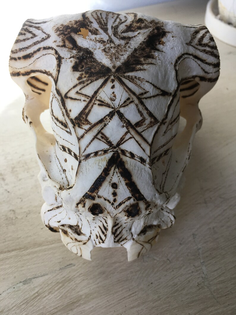 May include: A white animal skull with a detailed, intricate design burned into the surface. The design is symmetrical and features a series of lines and dots.