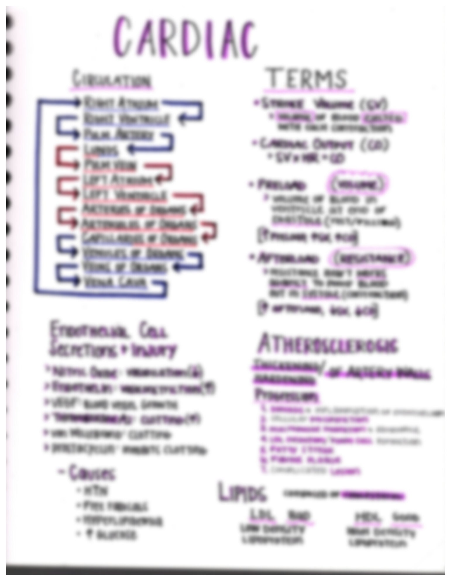 Cardiac Study Notes Cardiac Concepts Pathophysiology Nursing Study Notes - Etsy