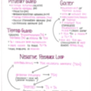 Thyroid Concepts Pathophysiology Nursing Notes