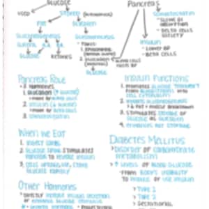 Op de afbeelding: Handgeschreven notities op een wit vel papier die diabetesconcepten uitleggen. De notities bevatten diagrammen en tekst over glucose, insuline, pancreas en diabetes mellitus.