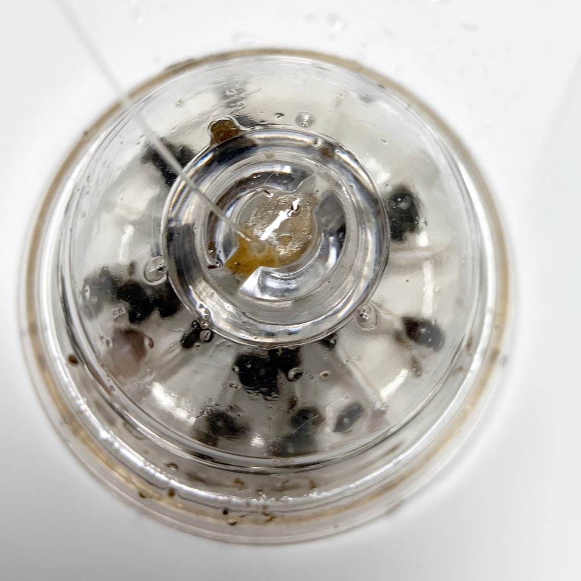 Snail Trap & Bait for Aquarium Fish Plants Tank BUY 2 GET 1 Etsy