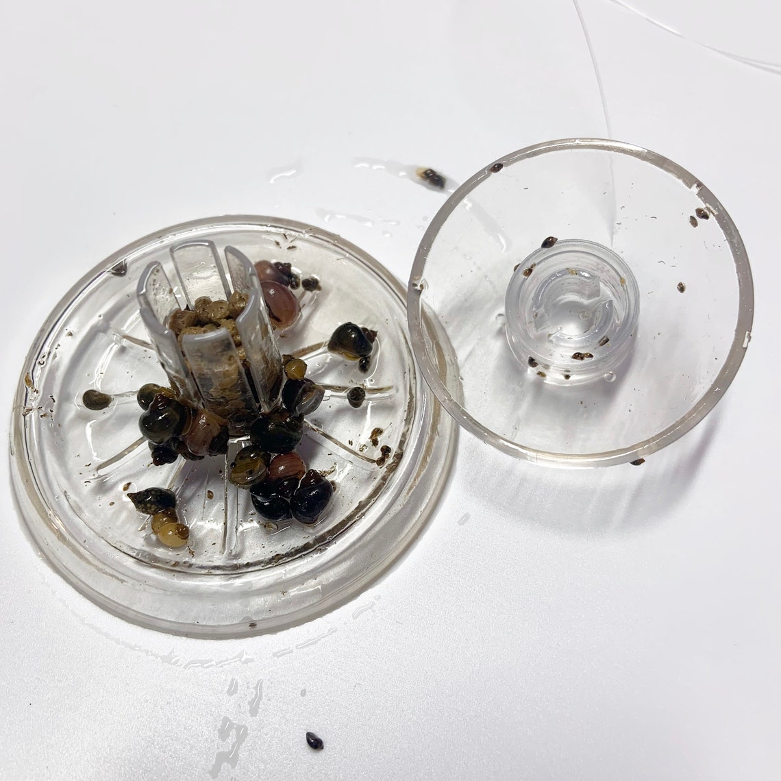 Snail Trap & Bait for Aquarium Fish Plants Tank BUY 2 GET 1 Etsy