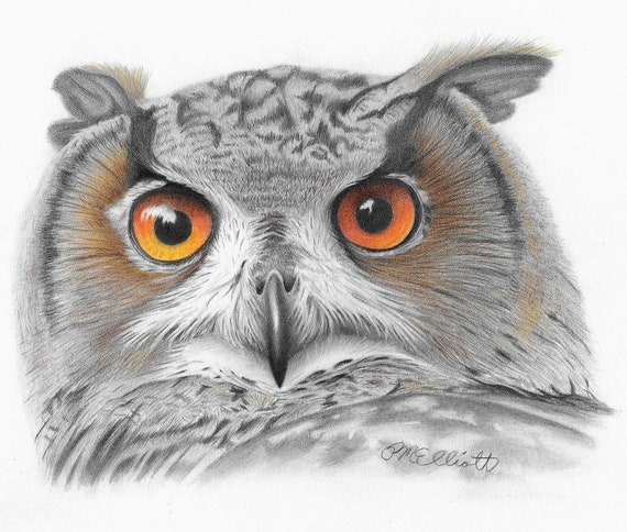 Owl Print Drawing Colored Pencil Owl Print Owl Art Print Etsy