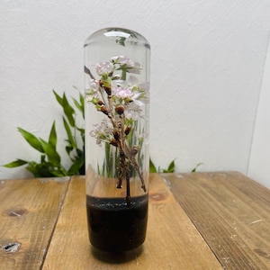 May include: A clear, cylindrical resin art piece featuring a cherry blossom branch. The delicate pink and white blossoms are set against a dark base. The piece is displayed on a wooden surface, with green foliage in the background.