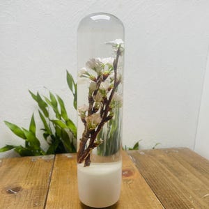 Może przedstawiać: Przezroczysty, cylindryczny szklany wazon z białą podstawą, zawierający gałązkę z białymi kwiatami i kilkoma zielonymi liśćmi. Wazon stoi na drewnianej powierzchni, z zielonymi liśćmi w tle.