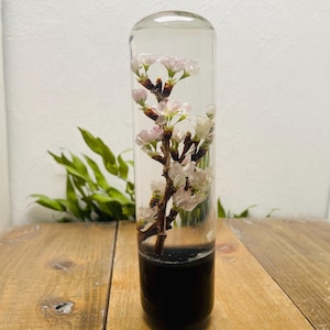 Puede incluir: Objeto cilíndrico de vidrio transparente con una base oscura, que encierra una rama de delicadas flores de cerezo rosas y blancas. El arreglo floral se encuentra sobre un fondo claro, creando un contraste llamativo.