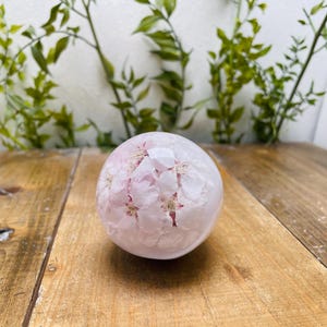 水中花シフトノブ　花珠　ギュギュっと桜　白