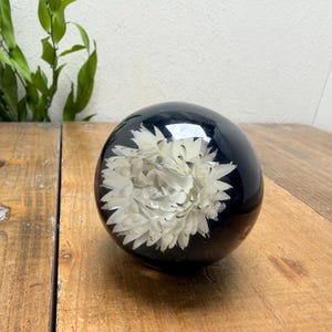Peut inclure: Un presse-papier sphérique en résine sombre et translucide contenant une fleur blanche préservée en son centre. La fleur présente de nombreux pétales délicats et pointus disposés en un motif circulaire dense à l'intérieur de l'orbe lisse et brillant.