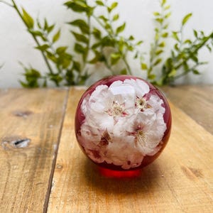 Puede incluir: Una esfera de cristal roja con flores blancas encapsuladas en su interior. La esfera está sobre una superficie de madera. Se ven hojas verdes en el fondo. La esfera tiene unos 7,6 cm de diámetro.