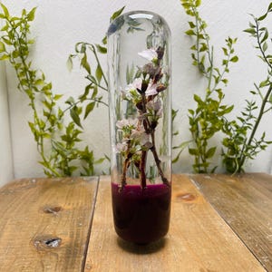 Könnte beinhalten: Eine klare Glasvase mit abgerundeter Oberseite, die ein Blumenarrangement enthält. Das Arrangement zeigt zarte rosa und weiße Blüten auf braunen Stielen, vor einem tiefvioletten Sockel. Die Vase steht auf einer Holzoberfläche.