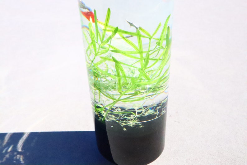 Pu&ograve; includere: Un cilindro di vetro trasparente riempito di acqua e piante acquatiche verdi. Il cilindro ha una base nera.