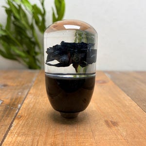 May include: A clear, rounded object with a black rose encased in clear resin. The bottom half is solid black, and the top is clear with a wooden cap. The object is set on a wooden surface.