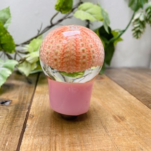 Pode incluir: Uma esfera de vidro transparente e rosa com um ouriço-do-mar cor de coral dentro. A esfera está sobre uma superfície de madeira.