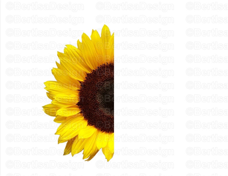 Half sunflower whole Sunflower digital download clip art | Etsy