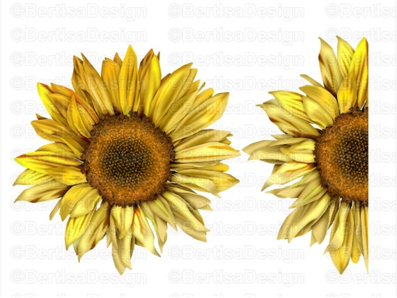 Download Half sunflower whole Sunflower digital download clip art ...