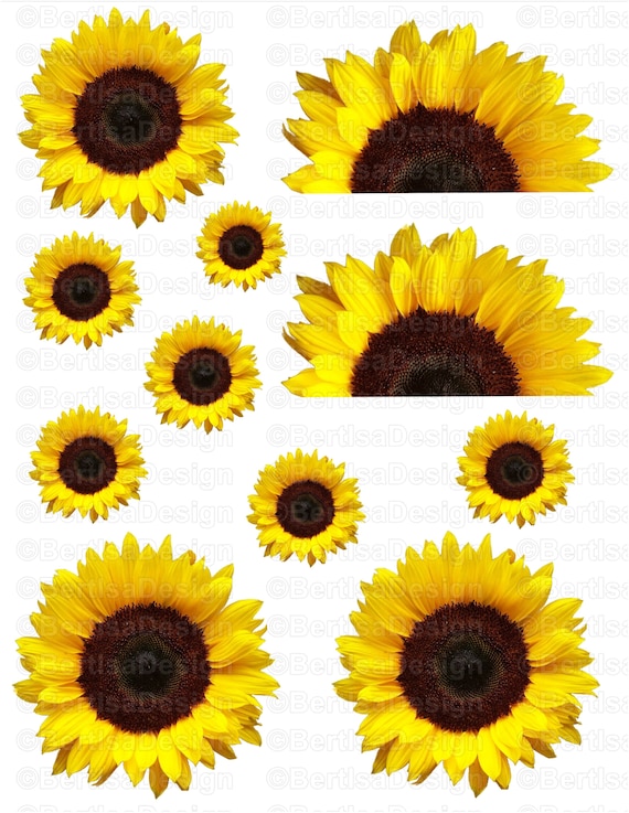 Free Free Realistic Waterslide Sunflower Svg SVG PNG EPS DXF File