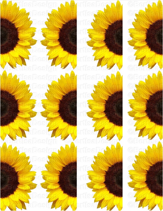 Download Half Sunflowers Large Waterslide Decal Tumbler Clip art | Etsy