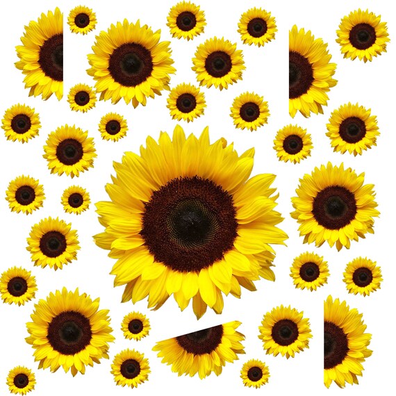Free Free 297 Sunflower Waterslide Svg SVG PNG EPS DXF File