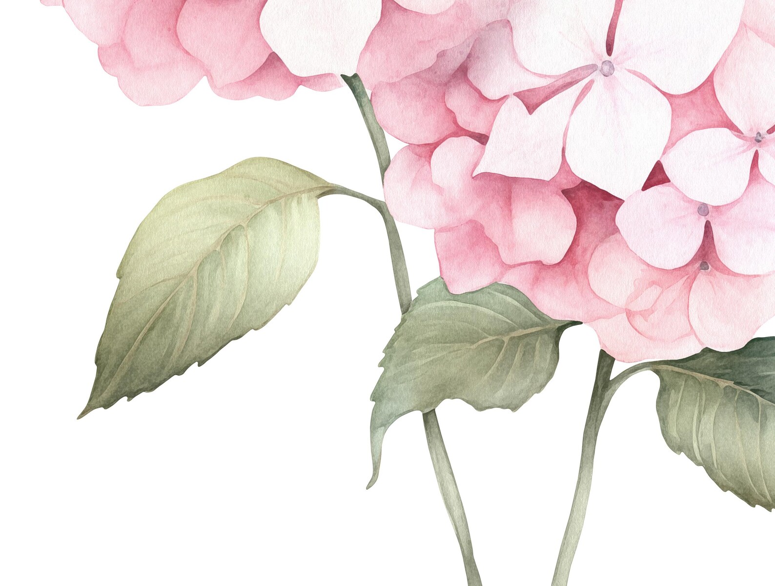 Watercolor Pastel Pink Hydrangea Set of 2 Prints, Botanical Flowers ...