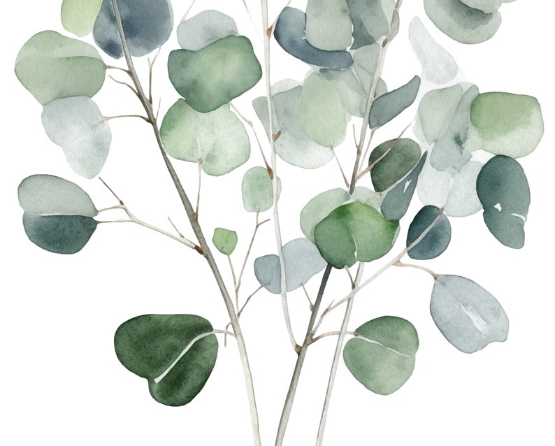 May include: Watercolor painting of eucalyptus branches with green and blue leaves.