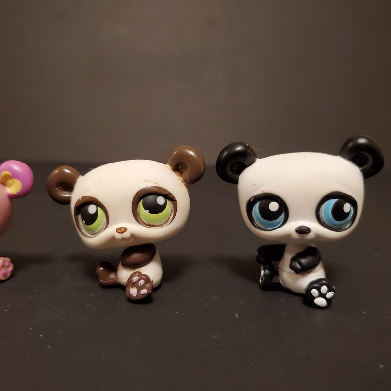 Giant panda essay introduction image