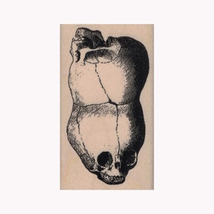 Może przedstawiać: Czarno-biała ilustracja ludzkiej czaszki, widziana z boku, z górną częścią czaszki odchyloną do tyłu. Czaszka jest narysowana w szczegółowym, anatomicznym stylu.