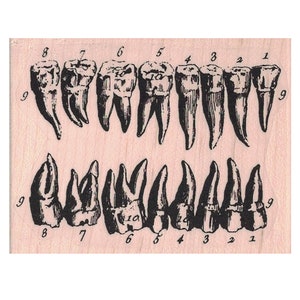 Teeth Diagram RUBBER STAMP, Teeth Stamp, Medical Stamp, Steampunk Stamp, Vintage Medicine Stamp, Dentistry Stamp, Mouth Stamp, Mixed Media