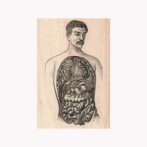 May include: Vintage anatomical illustration of a human torso, revealing internal organs. The black and white drawing shows the brain, lungs, and intestines. The figure has a mustache and short hair. The background is a light beige colour.
