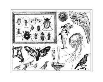 Creatures Big and Small Collection Unmounted Rubber Stamp Plate, Toad Stamp, Beetle Stamp, Moth Stamp, Goat Stamp, Bird Stamp, Dolphin, Coin