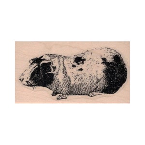 Tampon en caoutchouc pour cochon d'Inde, Cavia Porcellus, Cadeau pour amateur de cochon d'Inde, Tampon rongeur, Tampon mammifère, Tampon cavy, Tampon animal de compagnie, Tampon animal mignon