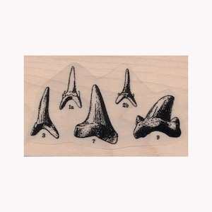 Shark Teeth Specimen RUBBER STAMP, Teeth Stamp, Medical Stamp, Steampunk Stamp, Shark Teeth Stamp, Steampunk Stamp, Aquatic Life Stamp