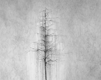 Pencil drawing 'Raining tree' | Norway | Scandinavian | Illustration | Art | Artprint | Forest | Woods | Snow | Black and white | Landscape