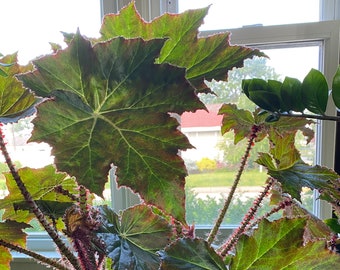 Begonia Immense - Very Rare Houseplant