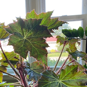 Begonia Immense - Very Rare Houseplant